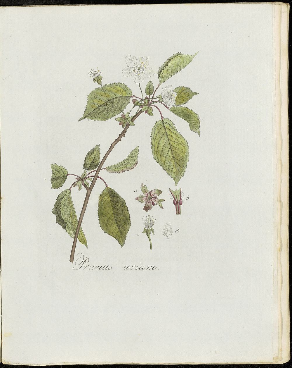 Botanische prent van een kersentak met bloesem en bladeren, met het opschrift Prunus avium